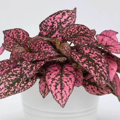 Podrostovka listoklasá Splash Select Rose - Hypoestes - prodej semen - 30 ks