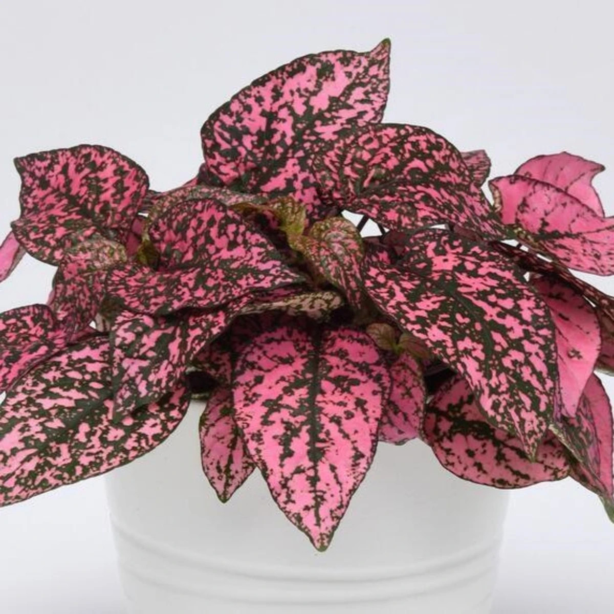 Podrostovka listoklasá Splash Select Rose - Hypoestes - prodej semen - 30 ks