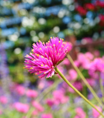 Pestrovka Fireworks - Gomphrena pulchella - prodej semen - 20 ks
