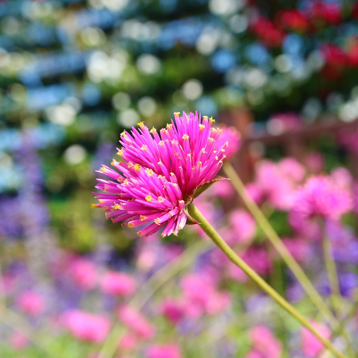 Pestrovka Fireworks - Gomphrena pulchella - prodej semen - 20 ks