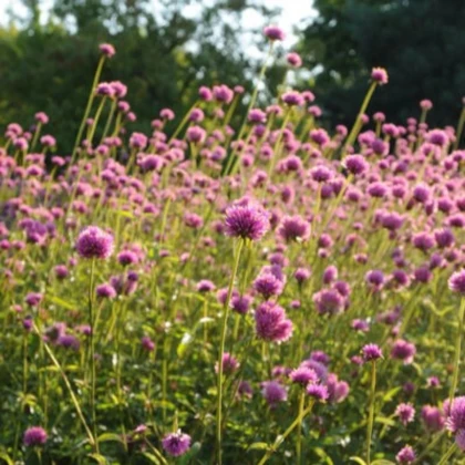 Pestrovka Fireworks - Gomphrena pulchella - prodej semen - 20 ks