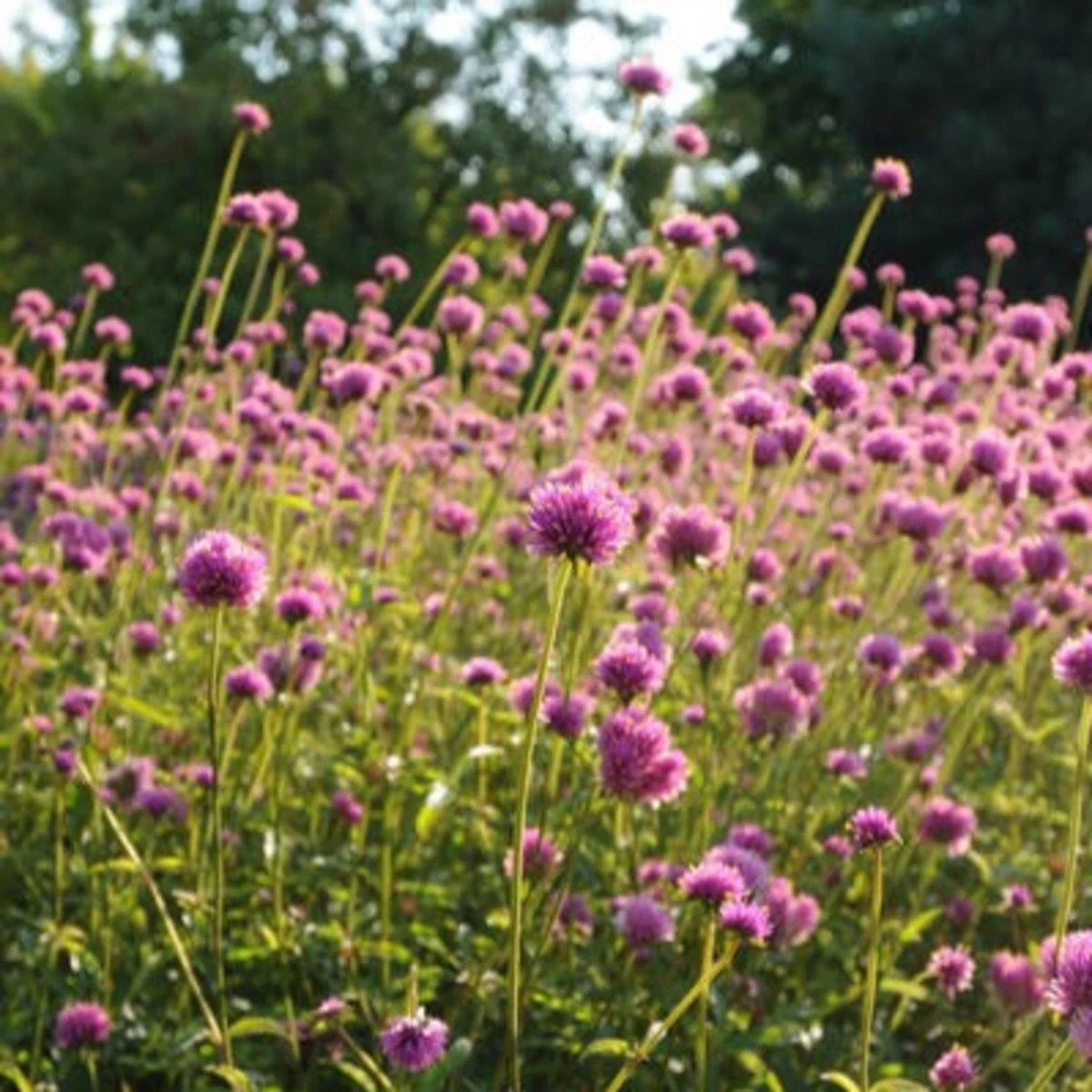 Pestrovka Fireworks - Gomphrena pulchella - prodej semen - 20 ks