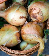 Cibule Exhibition - Allium cepa - prodej semen - 100 ks