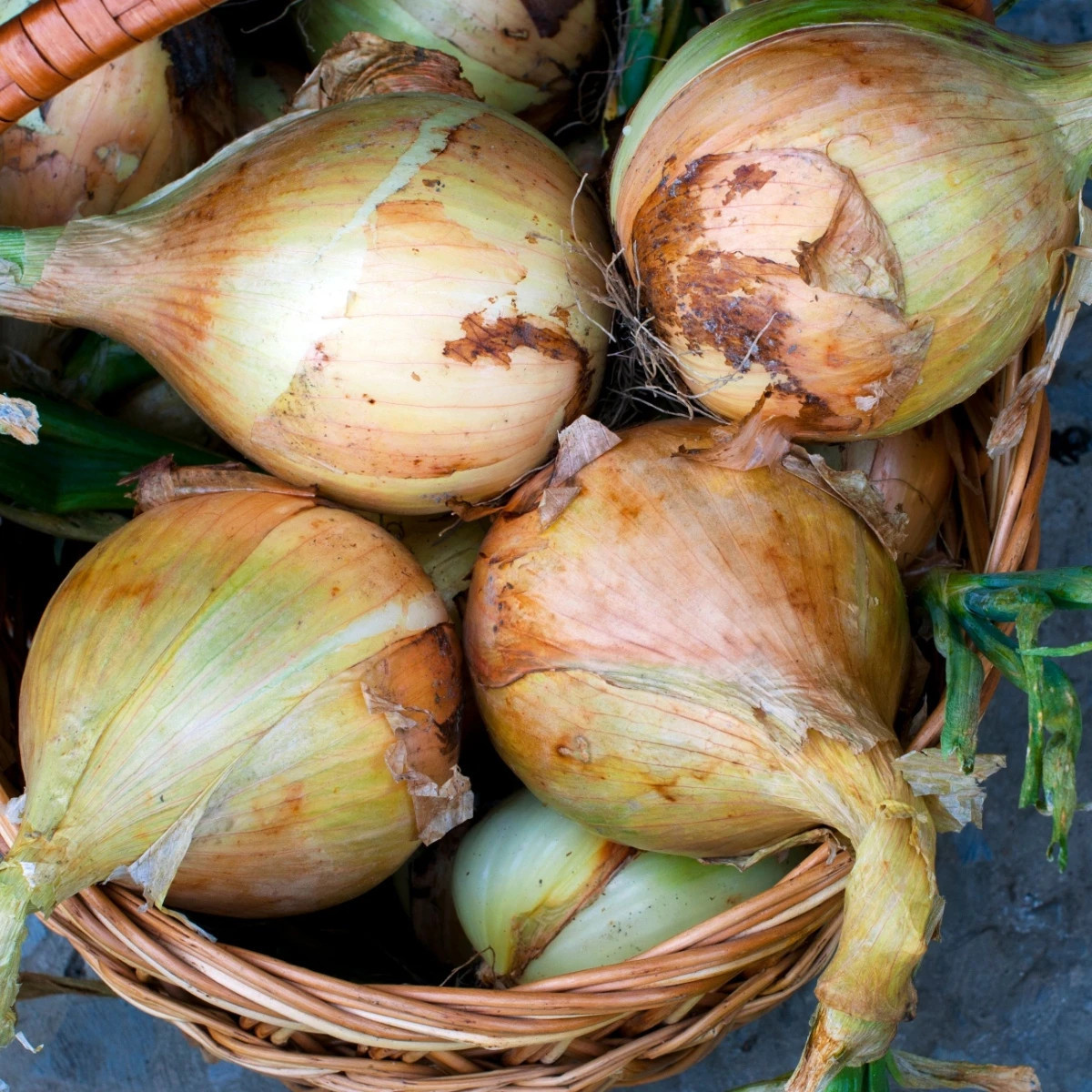 Cibule Exhibition - Allium cepa - prodej semen - 100 ks