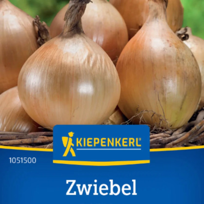 Cibule Exhibition - Allium cepa - prodej semen - 100 ks