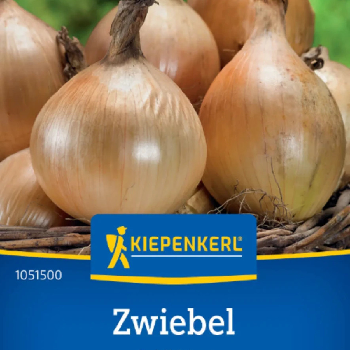 Cibule Exhibition - Allium cepa - prodej semen - 100 ks