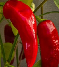 Paprika Thor F1 - Capsicum annuum - prodej semen - 7 ks