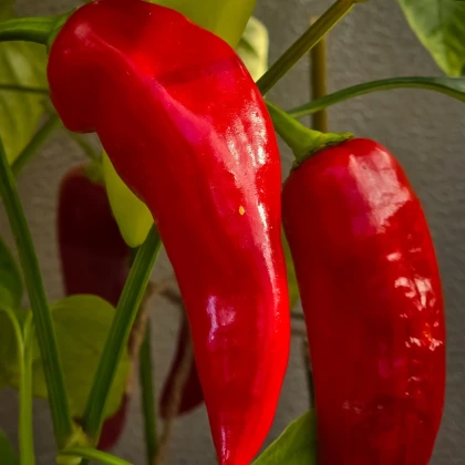 Paprika Thor F1 - Capsicum annuum - prodej semen - 7 ks