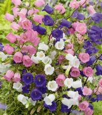 Zvonek prostřední jednoduchý - mix barev - Campanula medium - prodej semen - 200 ks