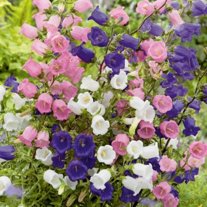 Zvonek prostřední jednoduchý - mix barev - Campanula medium - prodej semen - 200 ks