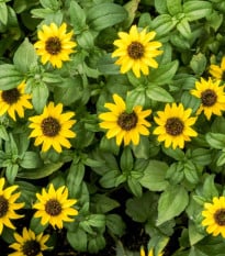 BIO Vitálka položená - Sanvitalia procumbens - prodej bio semen - 60 ks