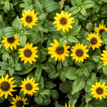 BIO Vitálka položená - Sanvitalia procumbens - prodej bio semen - 60 ks