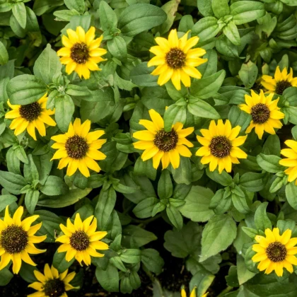 BIO Vitálka položená - Sanvitalia procumbens - prodej bio semen - 60 ks