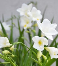Frézie bílá - Freesia - prodej cibulovin - 3 ks