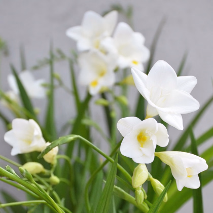 Frézie bílá - Freesia - prodej cibulovin - 3 ks