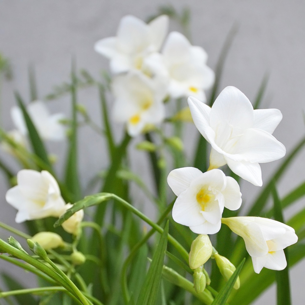 Frézie bílá - Freesia - prodej cibulovin - 3 ks
