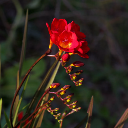 Frézie červená - Freesia - prodej cibulovin - 3 ks