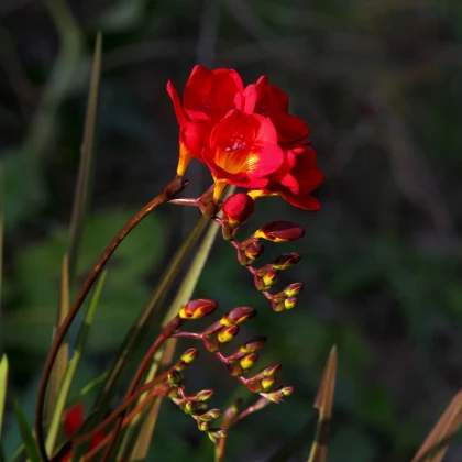 Frézie červená - Freesia - prodej cibulovin - 3 ks