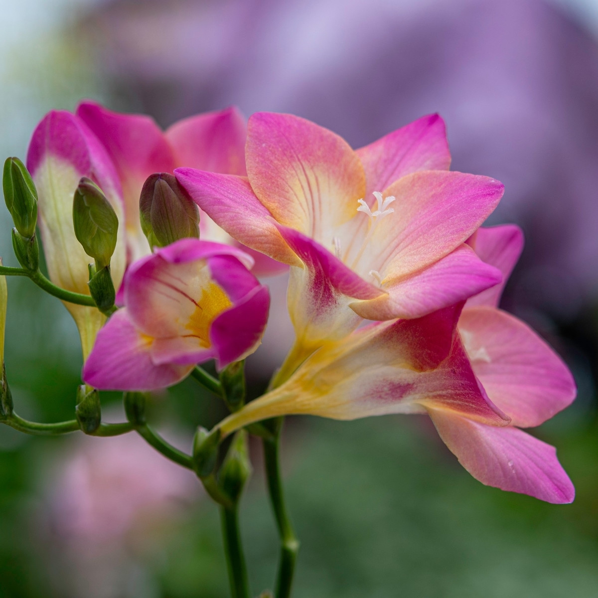 Frézie růžová - Freesia - prodej cibulovin - 3 ks