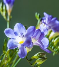 Frézie modrá - Freesia - prodej cibulovin - 3 ks