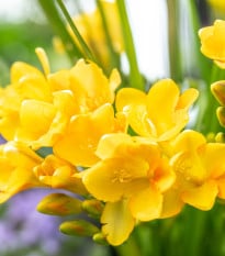 Frézie žlutá - Freesia - prodej cibulovin - 3 ks