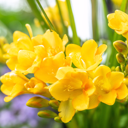 Frézie žlutá - Freesia - prodej cibulovin - 3 ks