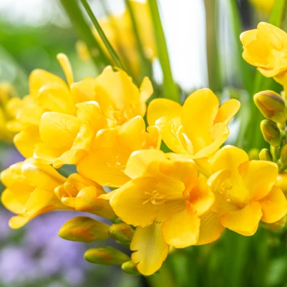 Frézie žlutá - Freesia - prodej cibulovin - 3 ks