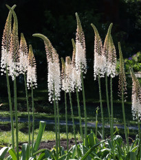Liliochvostec White Beauty Favourite - Eremurus - prodej kořenových hlíz - 1 ks