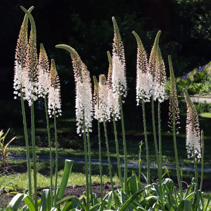Liliochvostec White Beauty Favourite - Eremurus - prodej kořenových hlíz - 1 ks
