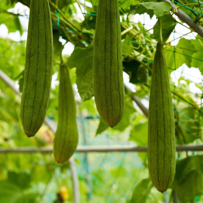 BIO Lufa válcovitá - Luffa cylindrica - prodej bio semen - 8 ks