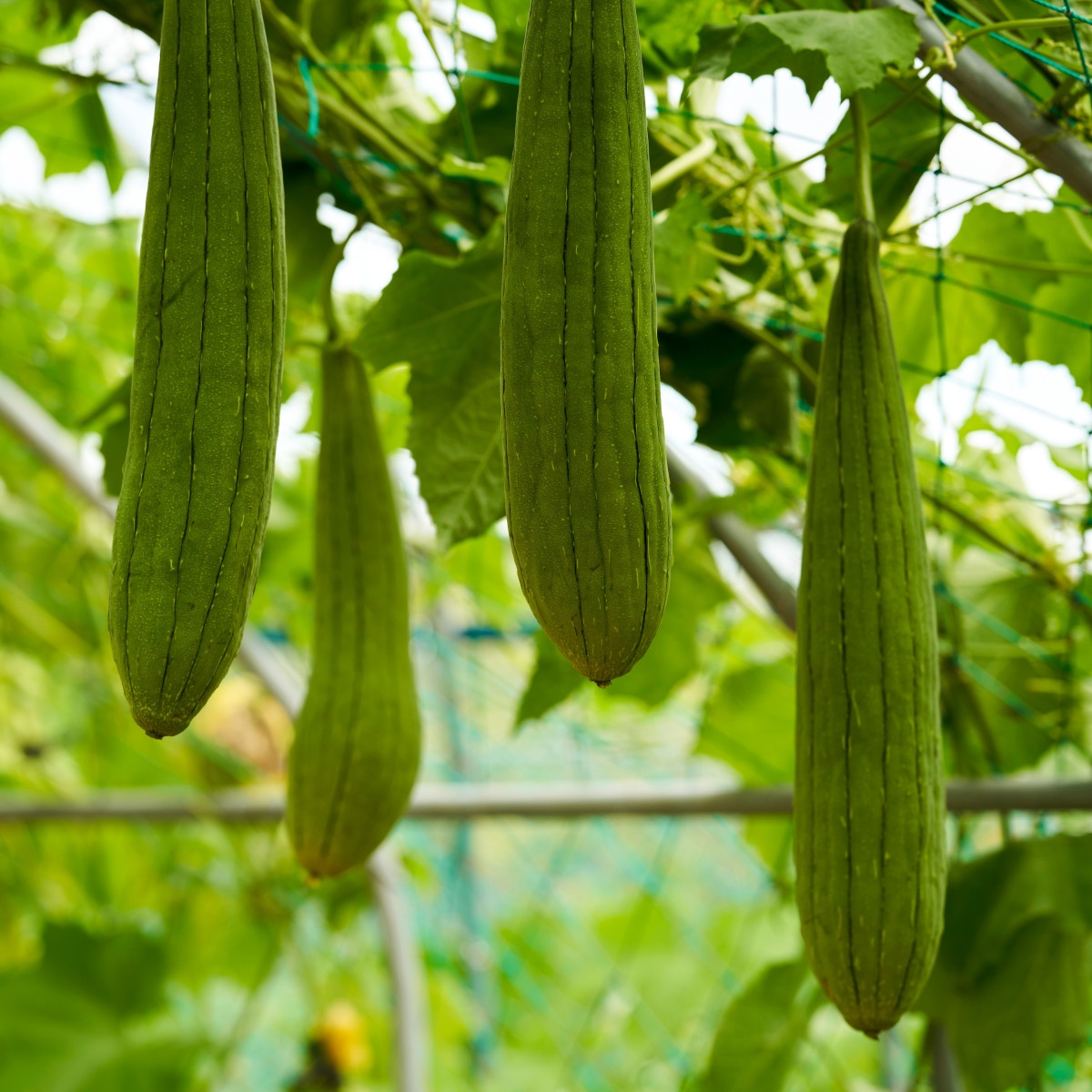 BIO Lufa válcovitá - Luffa cylindrica - prodej bio semen - 8 ks