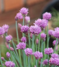 Pažitka Staro - prodej výsevních disků - 1 ks