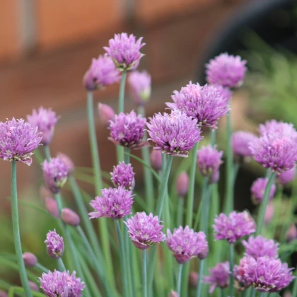 Pažitka Staro - prodej výsevních disků - 1 ks