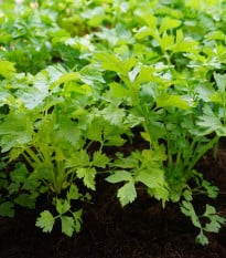 Celer řapíkatý Merlin - Apium graveolens var. - prodej semen - 300 ks