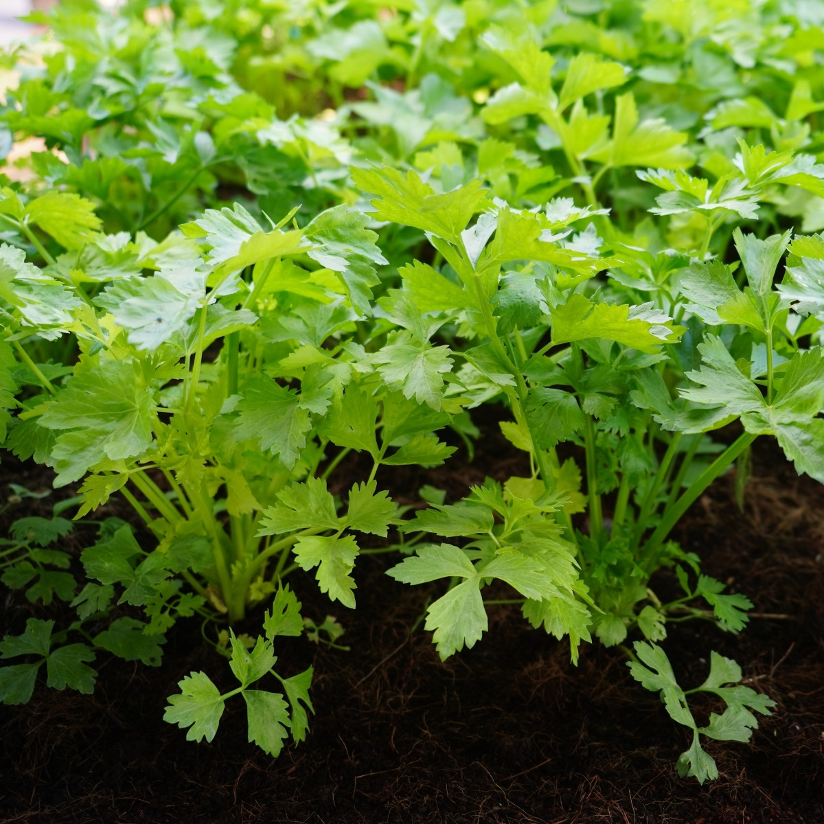 Celer řapíkatý Merlin - Apium graveolens var. - prodej semen - 300 ks