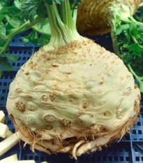 Celer bulvový Neon - Apium graveolens var. - prodej semen - 300 ks