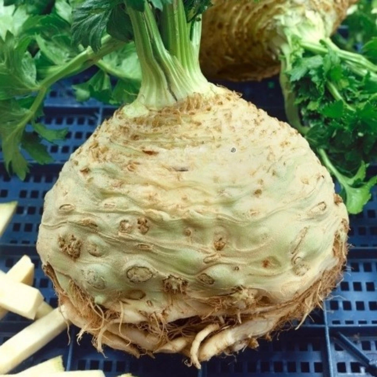 Celer bulvový Neon - Apium graveolens var. - prodej semen - 300 ks