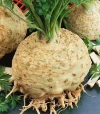 Celer bulvový Kompakt - Apium graveolens var. - prodej semen - 300 ks