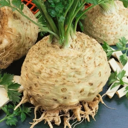 Celer bulvový Kompakt - Apium graveolens var. - prodej semen - 300 ks
