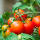 Rajče Dalimil - Solanum lycopersicum - prodej semen - 0,1 g