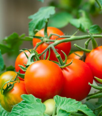 Rajče Dalimil - Solanum lycopersicum - prodej semen - 0,1 g