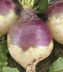 Tuřín Magres - Brassica napus var. napobrassica - prodej semen - 200 ks