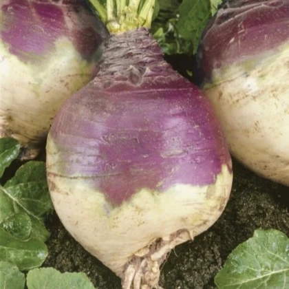 Tuřín Magres - Brassica napus var. napobrassica - prodej semen - 200 ks
