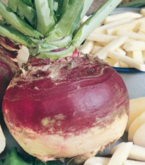 Tuřín Gowrie - Brassica napus var. napobrassica - prodej semen - 200 ks