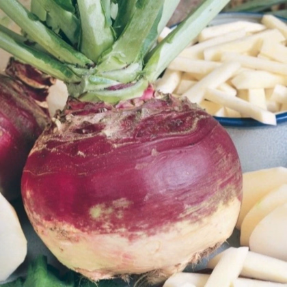 Tuřín Gowrie - Brassica napus var. napobrassica - prodej semen - 200 ks