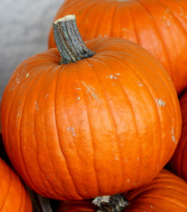 Tykev Jack O Lantern - Cucurbita pepo - prodej semen - 7 ks