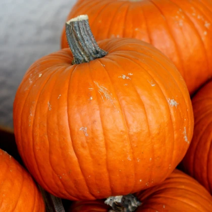 Tykev Jack O Lantern - Cucurbita pepo - prodej semen - 7 ks