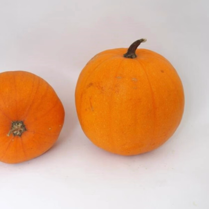 Tykev Jack O Lantern - Cucurbita pepo - prodej semen - 7 ks