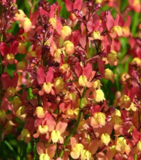 Lnice marocká Licilia Peach - Linaria maroccana - prodej semen - 30 ks