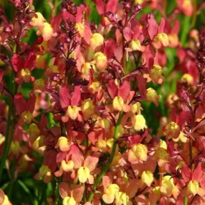 Lnice marocká Licilia Peach - Linaria maroccana - prodej semen - 30 ks